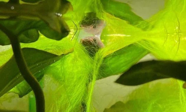 Image showcasing How To Fight Spirogyra Algae In Your Aquarium - PLANTED TANK MASTERS