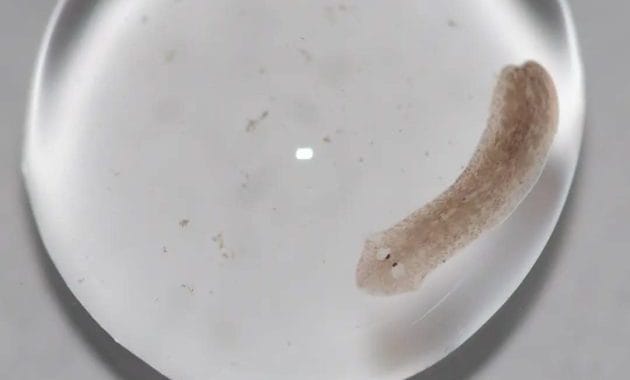 How To Identify And Eliminate Planaria Flatworms Inside The Aquarium ...